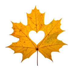 Autumn leaf with a heart-shaped hole in the center, isolated on a transparent background; PNG format