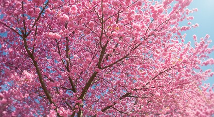 Pink cherry blossom tree in bloom against blue sky sunlight