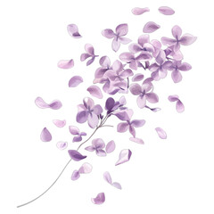 Elegant Watercolor Lilac Branch with Falling Petals Clipart
