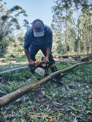 Obraz premium A worker wearing a hat operates a chainsaw amidst a dense forest, surrounded by tall trees and vibrant green vegetation. 