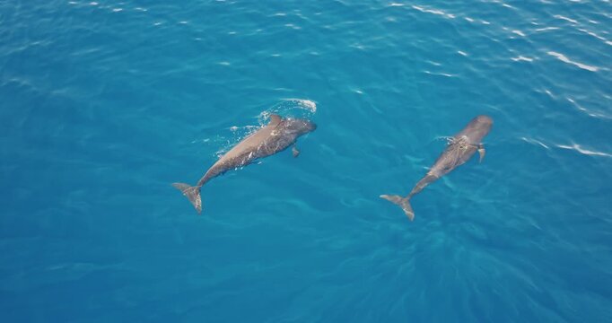 Aerial drone footage captures two pilot whales gracefully navigating clear blue ocean waters, showcasing the beauty and tranquility of marine wildlife. Wild nature sea travel background. Slow motion