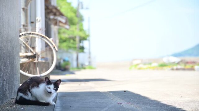 真鍋島の猫 （岡山県笠岡市, 2025年5月）