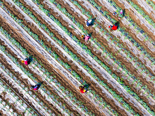 Farmers are working in the watermelon field.