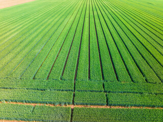 Wheat is growing in the field ,The wheat fields are under the blue sky and white clouds