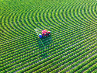 Farmers are using tractors to spray pesticides on peanuts.