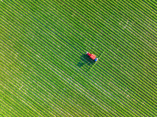 Farmers are using tractors to spray pesticides on peanuts.