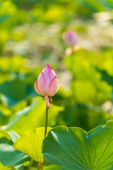 Lotus flower on the water
