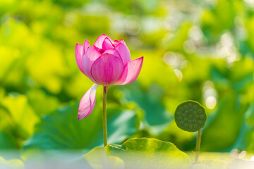 Lotus flower on the water