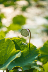 Lotus flower on the water