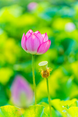 Lotus flower on the water