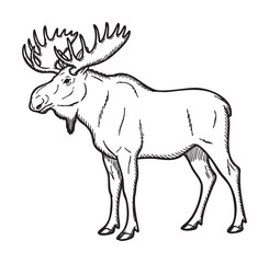 Fototapeta premium Detailed black and white sketch of a standing moose with large antlers, showcasing its strong build and distinctive features.