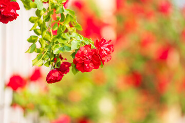 In the summer, rose is blooming