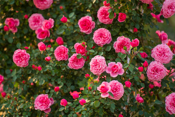 In the summer, rose is blooming