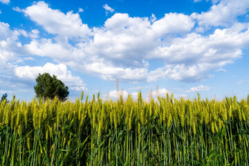 Wheat is growing in the field ,The wheat fields are under the blue sky and white clouds