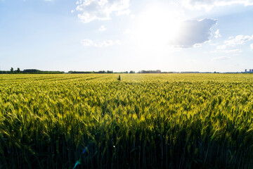 Wheat is growing in the field ,The wheat fields are under the blue sky and white clouds
