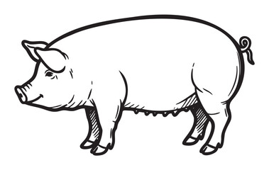 Fototapeta premium Black outline drawing of a standing pig with distinct features such as a curled tail and prominent snout. illustration showcases the swine's characteristic body shape.