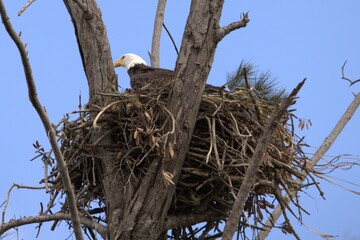 bald eagle in nest