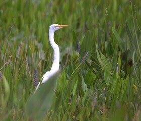 great white heron