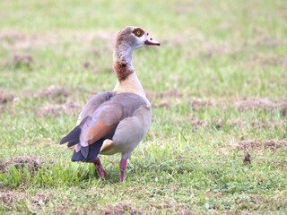Egyptian duck in the grass