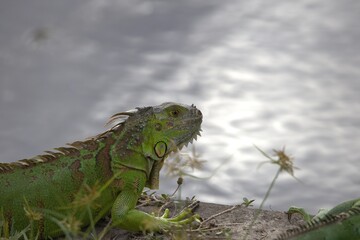 iguana on the wild iife