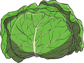 キャベツ　イラスト　カラー