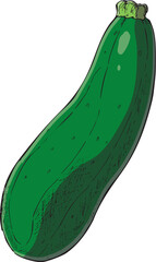 ズッキーニ　イラスト　カラー