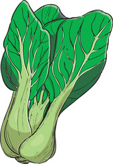 チンゲン菜　イラスト　カラー