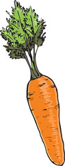 にんじん　イラスト　カラー