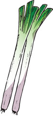 ねぎ　イラスト　カラー