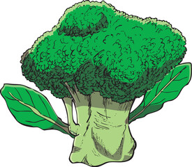 ブロッコリー　イラスト　カラー