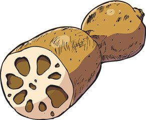 れんこん　イラスト　カラー