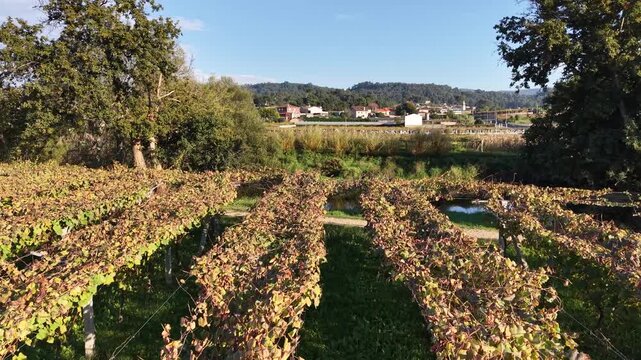 Albari&ntilde;o vineyard in cambados showing rows during autumn