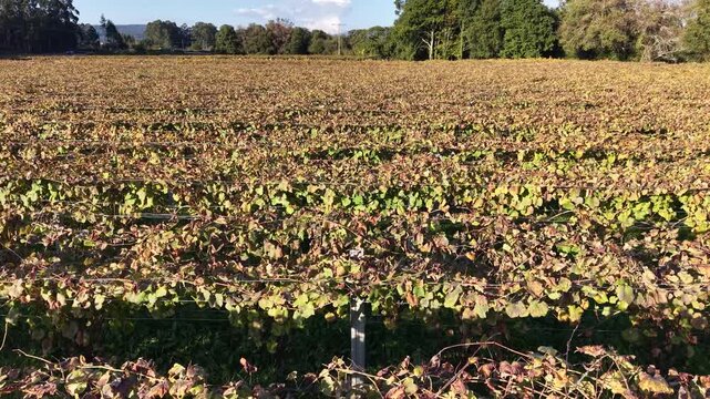 Albari&ntilde;o vineyard in cambados showing rows during autumn