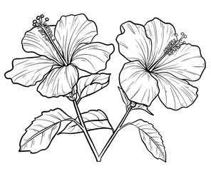 Two Hibiscus flowers are drawn for coloring or crafts, shown on a white background