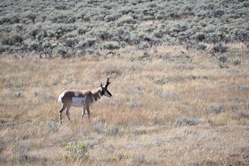 Pronghorn on the Plains