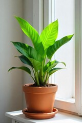Lush Green Indoor Plant in Terracotta Pot Adds Natural Charm to Modern Home Decor, Perfect for Office Spaces or Any Room Seeking a Tranquil, Eco-Friendly Touch