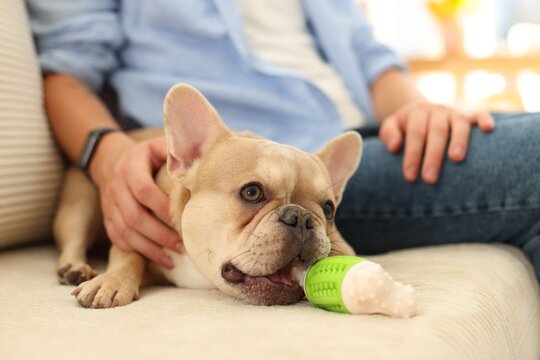 Cute French bulldog with toy and his owner on sofa at home, closeup