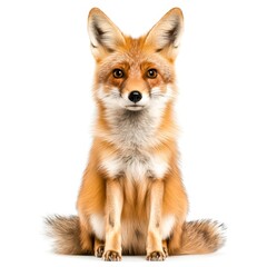 Fototapeta premium Cute and Alert Red Fox Sitting Upright Looking Curiously at the Camera