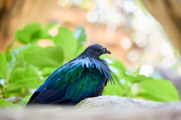 Никобарский голубь на ветке среди зелени