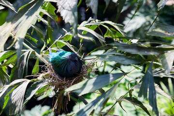 A maned pigeon sits in a nest on a branch