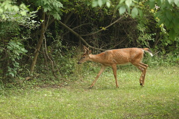 Fototapeta premium Young Buck