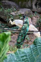 Two male and female peacocks in an aviary