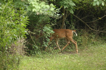 Fototapeta premium Young Buck