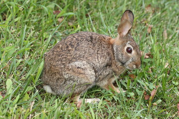 Fototapeta premium Roger Rabbit