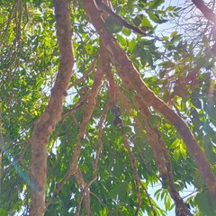 fruit tree