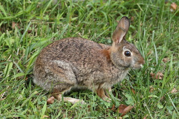 Fototapeta premium Roger Rabbit