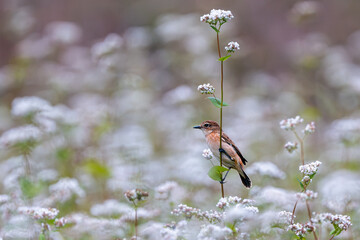 白蕎麦の中のノビタキ