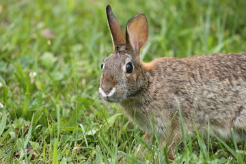 Fototapeta premium Roger Rabbit