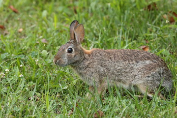 Fototapeta premium Roger Rabbit