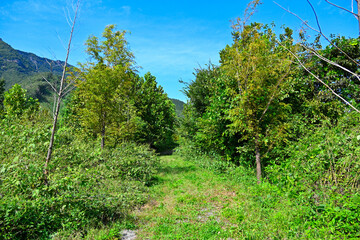 A deserted forest road under a clear sky
